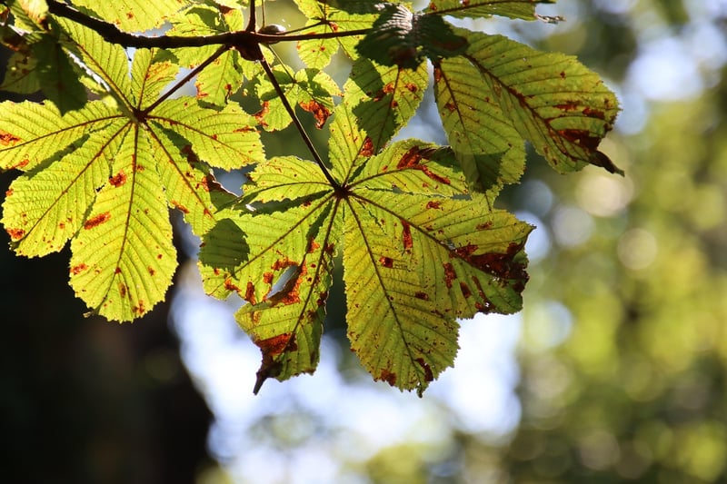 Seasonal Inspiration